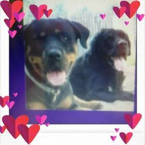 Meet your Posher, Susan